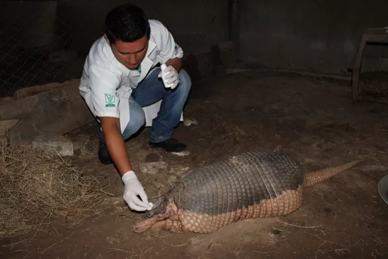 Al bioparque los Ocarros de Villavicencio, Meta, fue llevado el cachicamo gigante encontrado en las sabanas del municipio de Arauca.